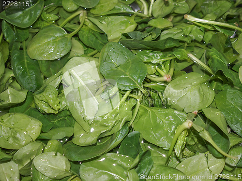 Image of Spinach leaves