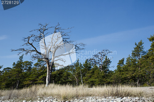 Image of Dead old pine tree