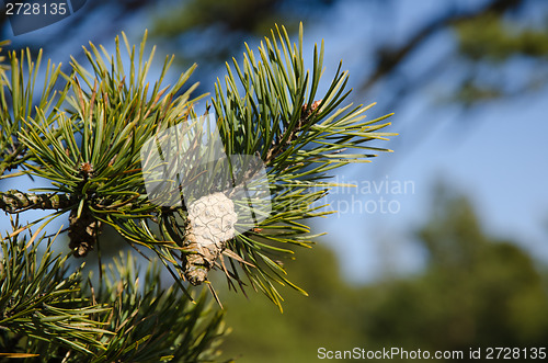 Image of Pine tree cone