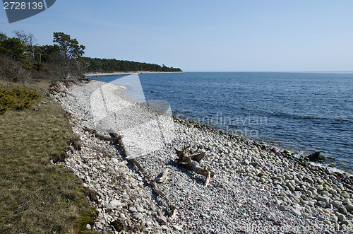 Image of Driftwood at a stony coast