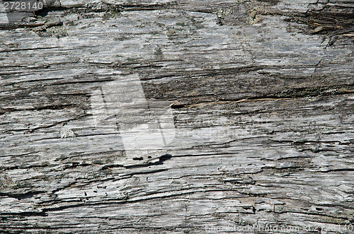 Image of Old weathered pine tree surface