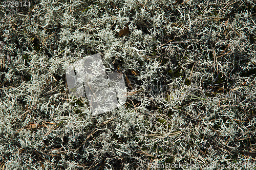 Image of Lichen background