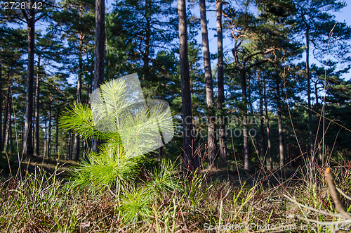 Image of New pine tree plant