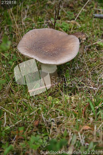 Image of amanita rubescens