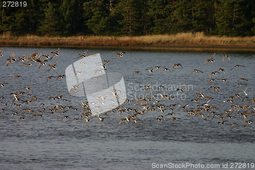 Image of crowd of mallards