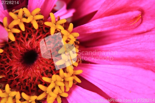 Image of violet flower detail 