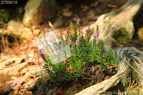 Image of violet heather