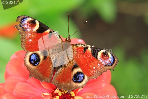 Image of butterfly peacock in the nature 