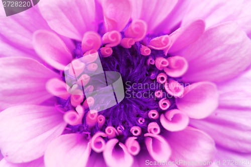Image of violet flower detail 