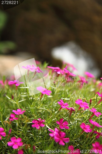 Image of violet flowers 