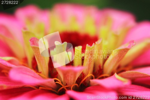 Image of violet flower detail 