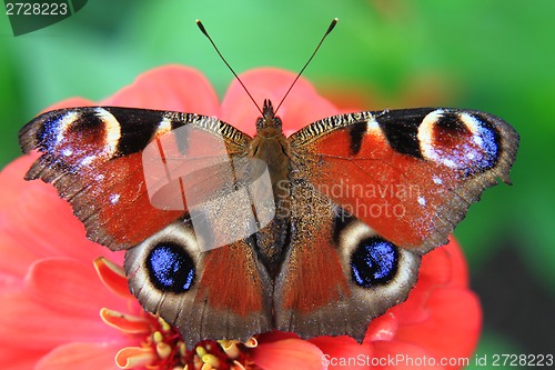 Image of butterfly peacock in the nature 