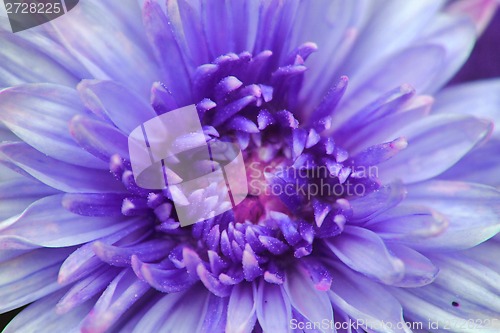 Image of violet flower detail 
