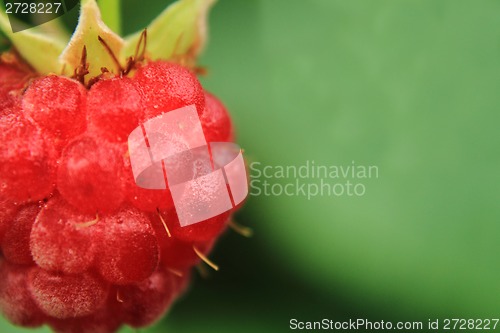 Image of raspberry detail on the green background