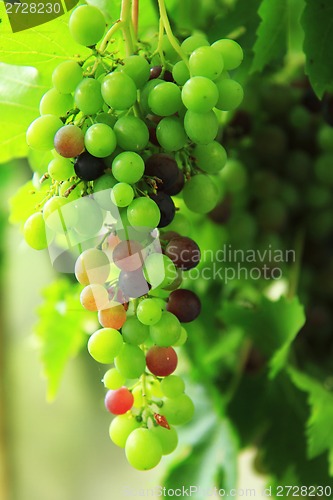 Image of red grape in the early autumn 