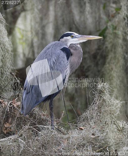 Image of Great Blue Heron