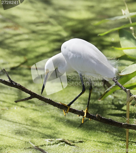 Image of Snowy Egret 