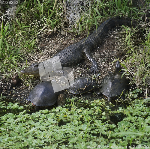 Image of Alligator And Turtles 