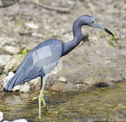 Image of Little Blue Heron