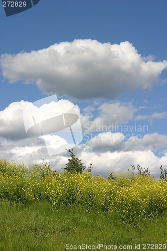 Image of Summer sky