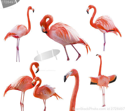 Image of Collection of Flamingos Isolated on White