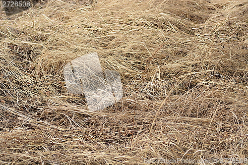 Image of Dry yellow grass