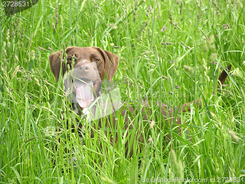 Image of Brown dog nearly hidden in the open countryside