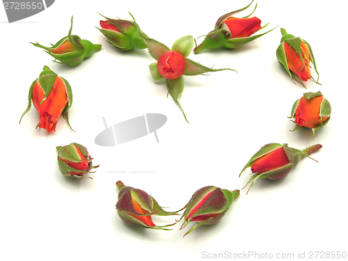 Image of Rose buds arranged as heart  on white