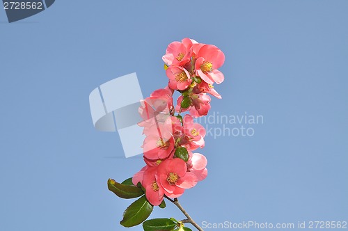 Image of Red blooms