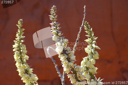 Image of Wild Yucca 1