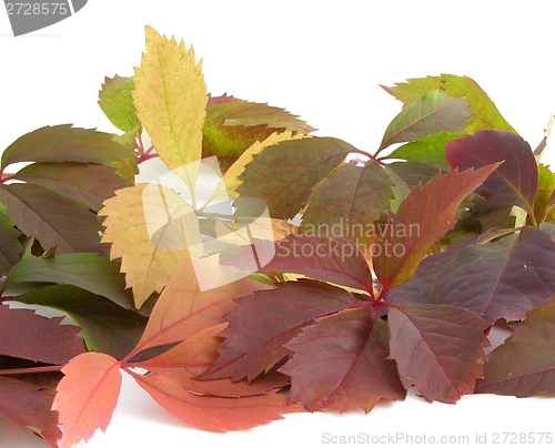 Image of Gorgeous autumn leaves