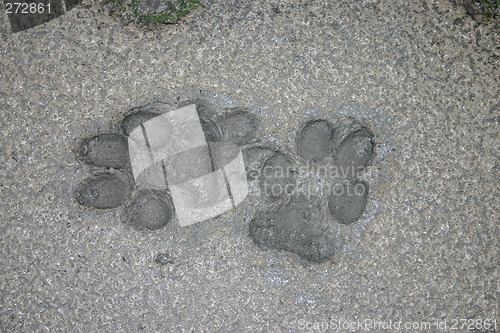 Image of pawprints in mud