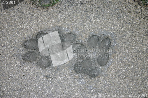 Image of pawprints in mud