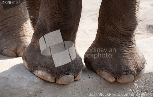 Image of elephant legs
