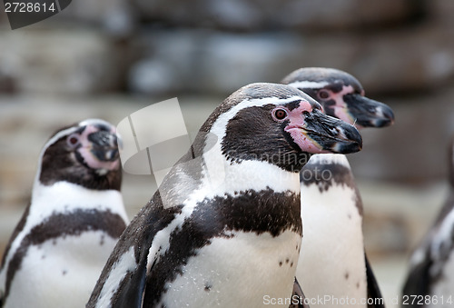 Image of small penguins