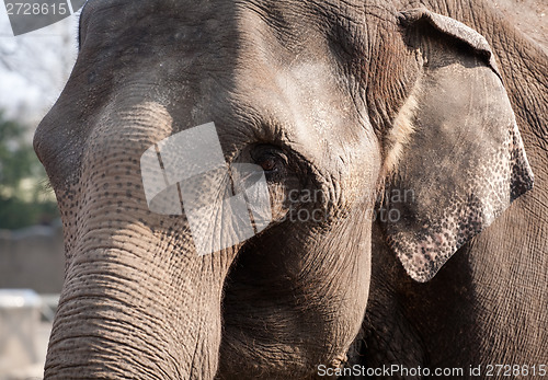 Image of elephant