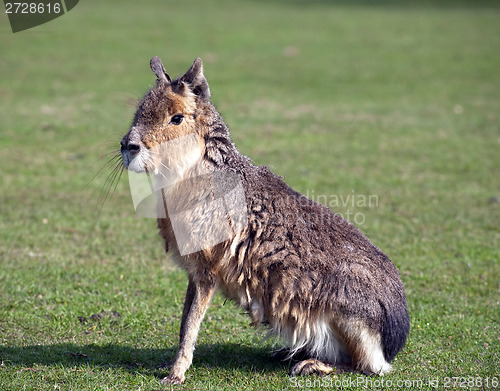 Image of mara, big Patagonian hare