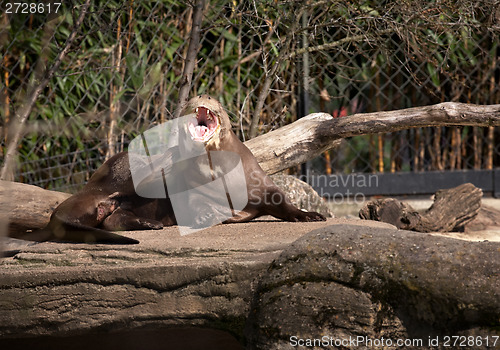 Image of seal in zoo