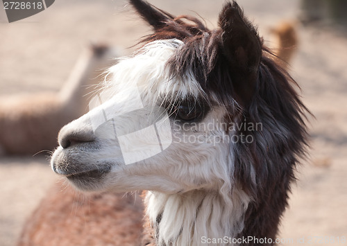 Image of llama closeup portrait