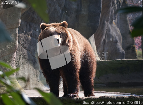 Image of big brown bear