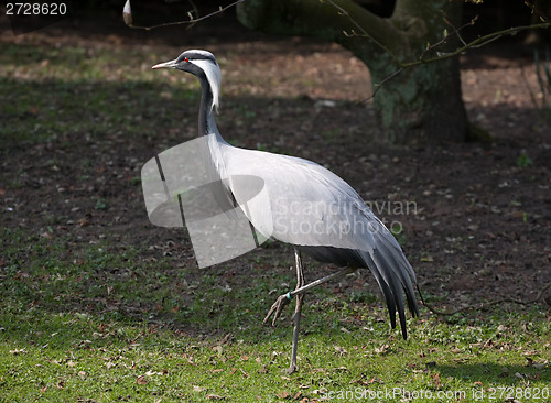 Image of heron