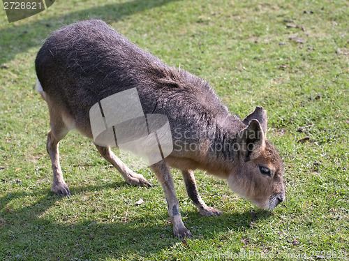 Image of mara, big Patagonian hare