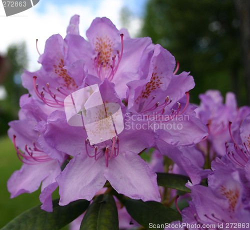 Image of rhododendron flowers