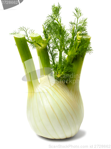 Image of Florence fennel bulb on white