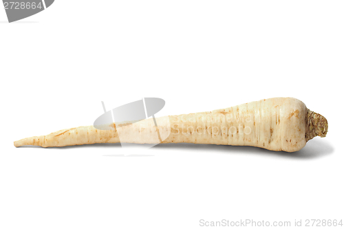 Image of Parsley root on white