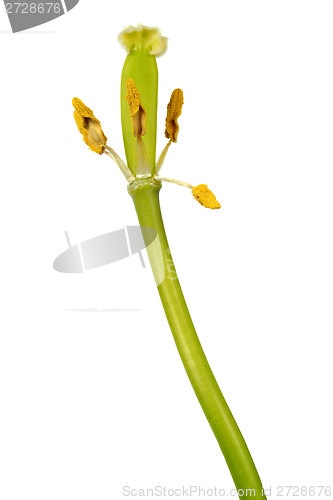 Image of Withered tulip flower