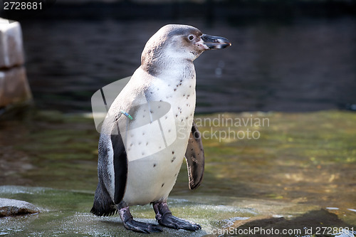 Image of small penguin