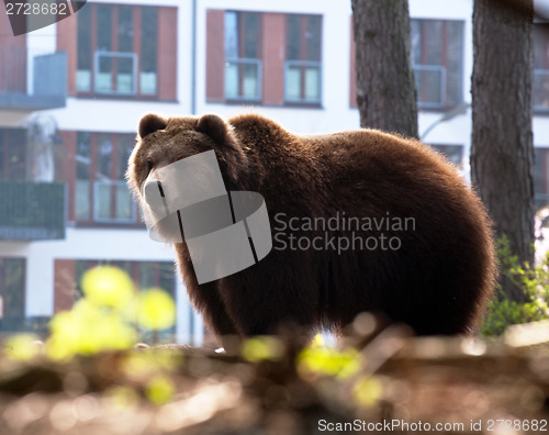 Image of big brown bear