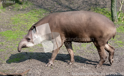 Image of tapir