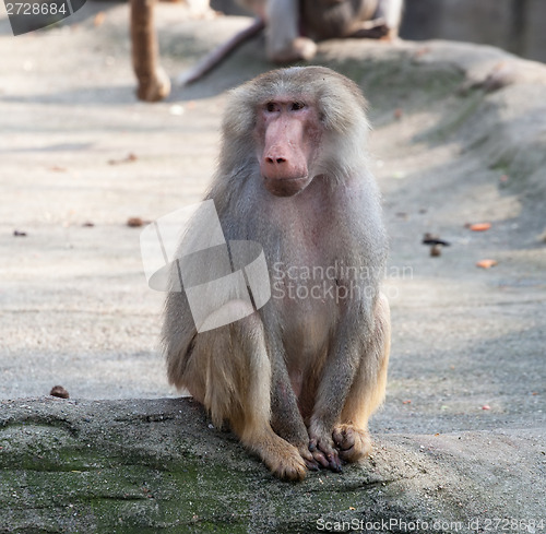 Image of hamadryas baboon monkey